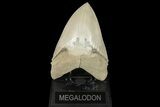Exceptional Fossil Megalodon Tooth - Aurora, North Carolina #205627-1